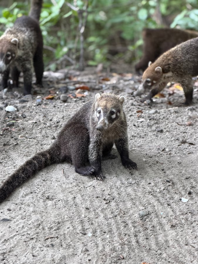 A family of coatis on a sandy trail in Guanacaste, one looking straight at the camera