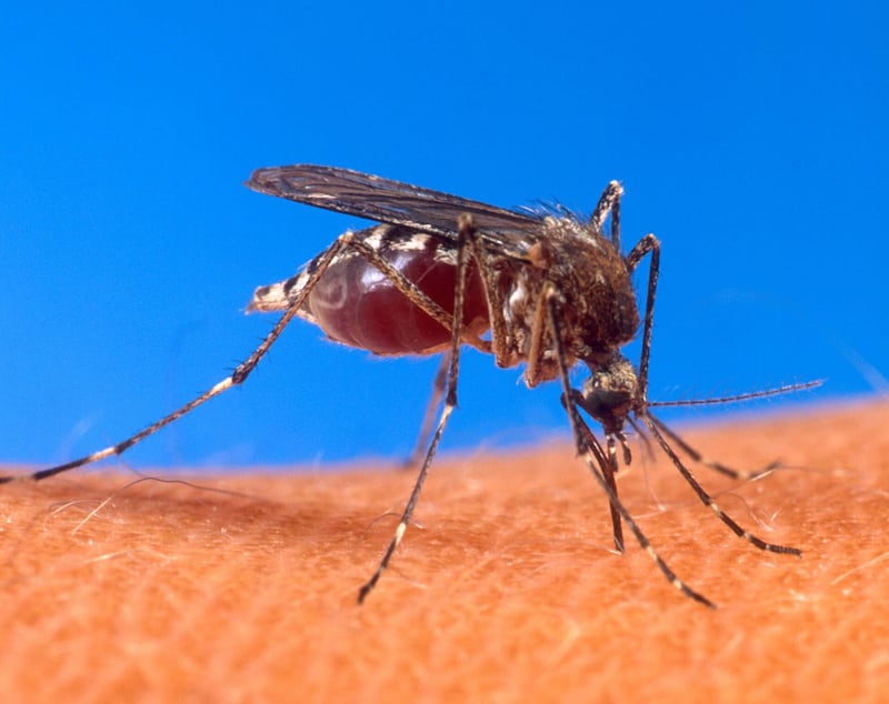 A small mosquito with distinctive black and white striped legs and body on skin
