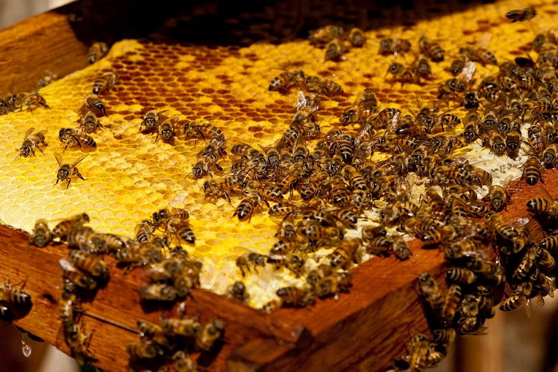 A honey bee with a golden brown striped body feeding on a flower