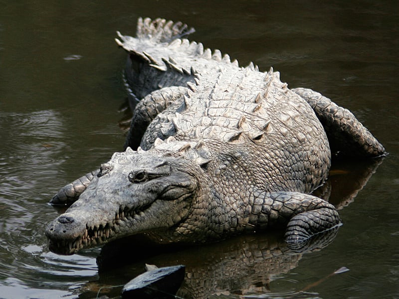 An American crocodile with a long narrow snout and olive grey armoured body, lying on a muddy riverbank