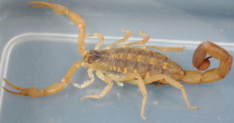 A slender pale brown bark scorpion with long thin pincers and a raised tail, on a wooden surface