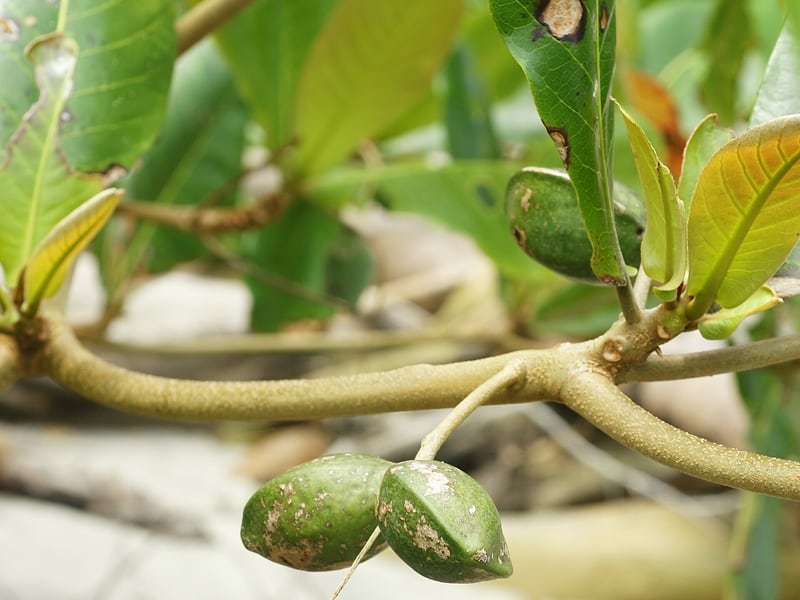 A beach almond tree with large glossy leaves and horizontal branch tiers growing near the shore