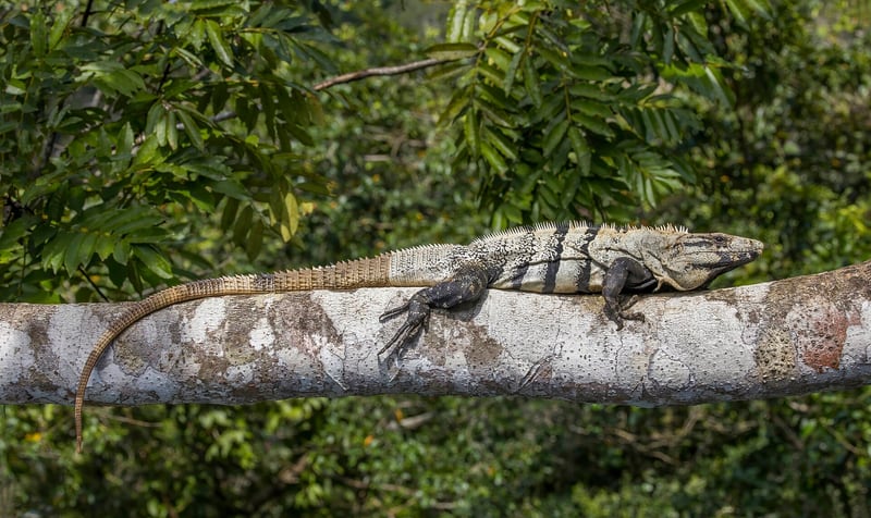 A black spiny-tailed iguana with a grey and black banded body and a spiny ridged tail, basking on a rock