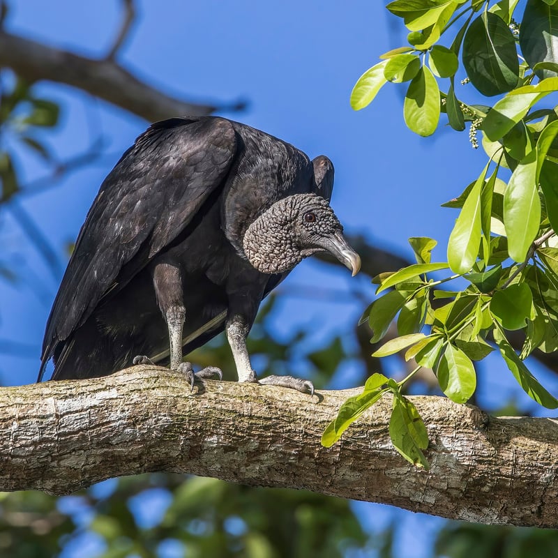 A black vulture with a bare grey wrinkled head and black plumage perched on a branch