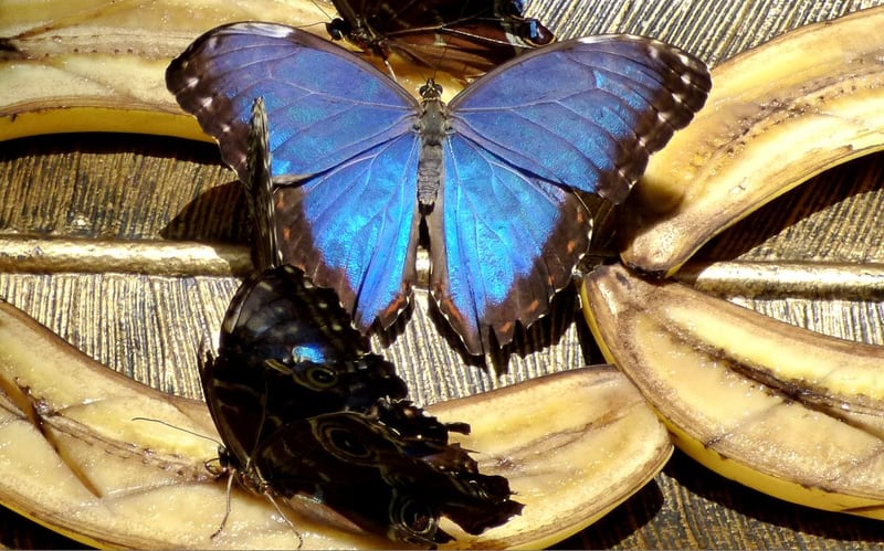 A blue morpho butterfly with iridescent blue upper wings resting with wings open