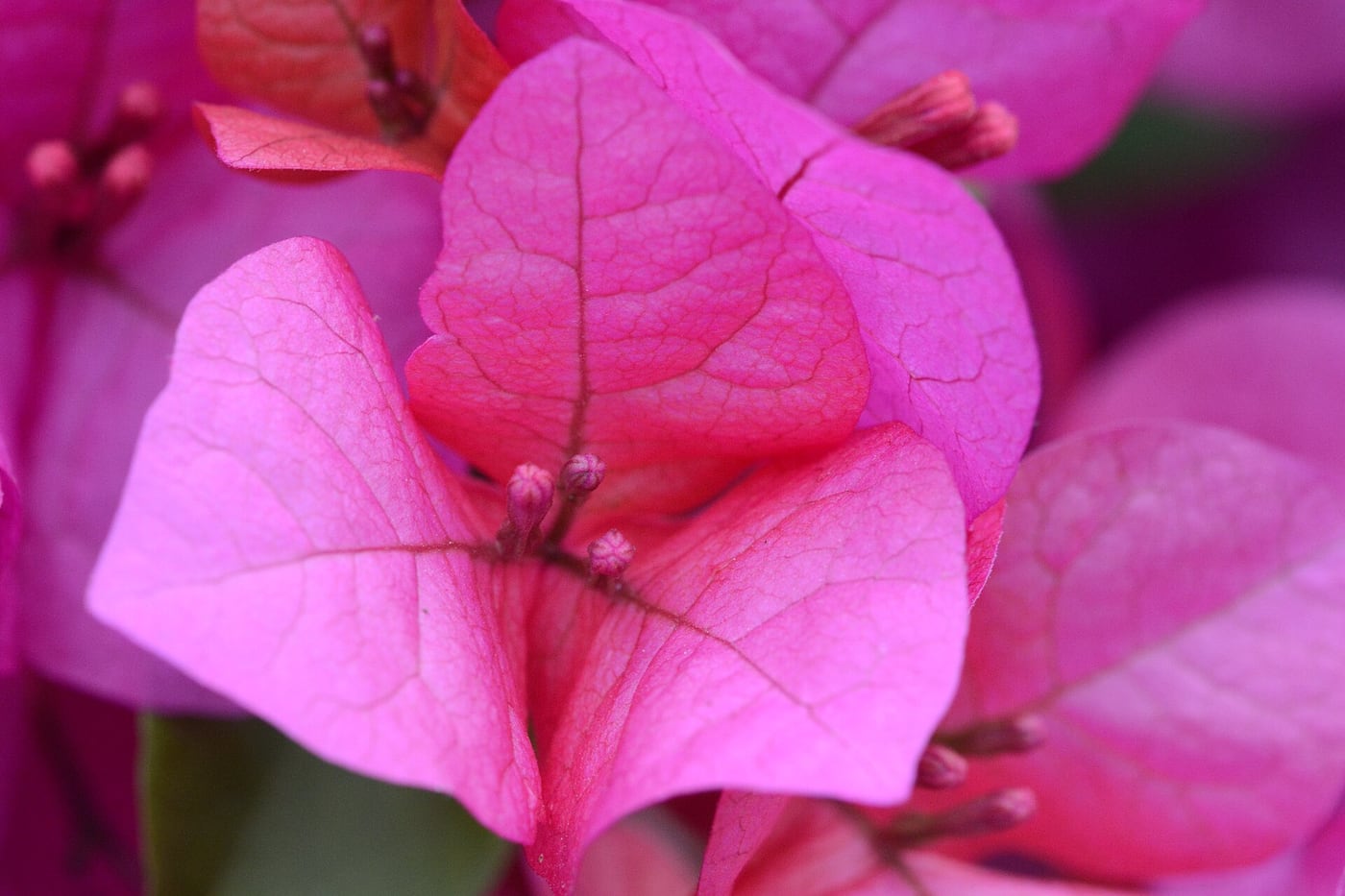A wall covered in bougainvillea in full bloom, dense with magenta papery flowers