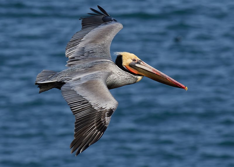 A brown pelican with a long bill and pouch, grey-brown body and pale head, standing on a post by the sea