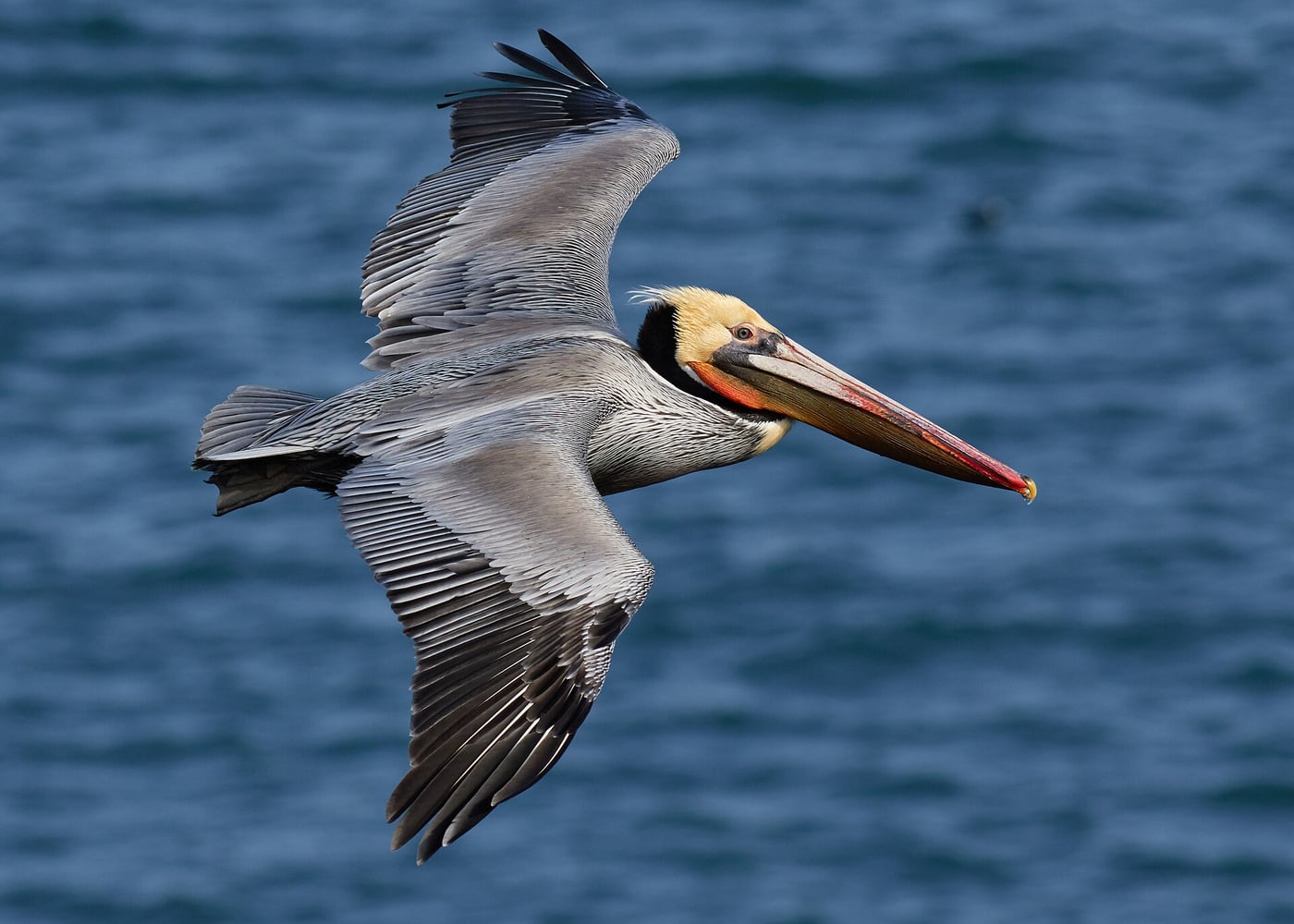 A brown pelican with a long bill and pouch, grey-brown body and pale head, standing on a post by the sea