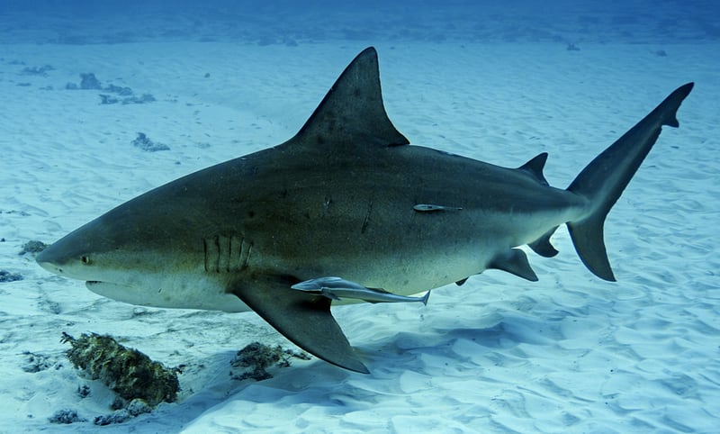 A large heavy-bodied grey bull shark swimming in open water