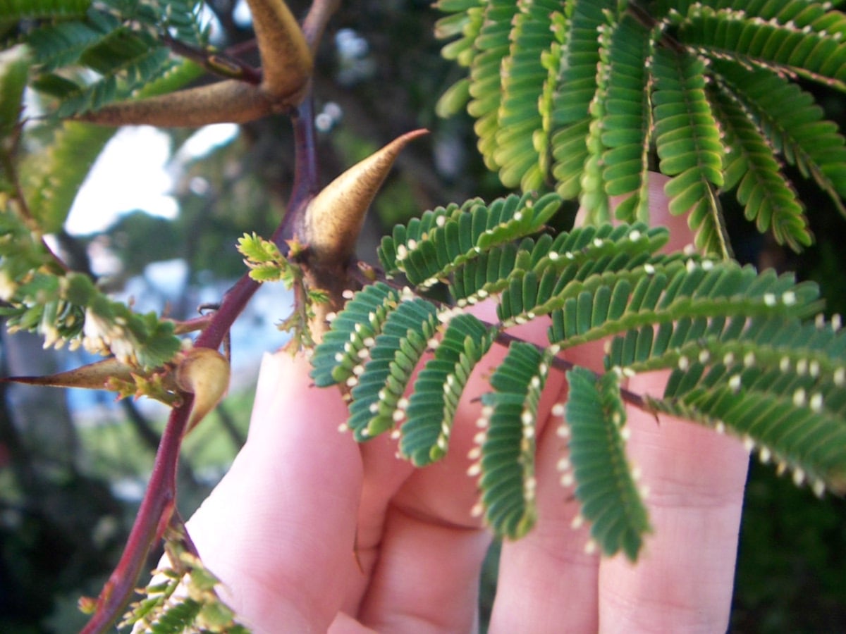 A bullhorn acacia branch with large paired hollow thorns shaped like bull horns and small ants on the stem