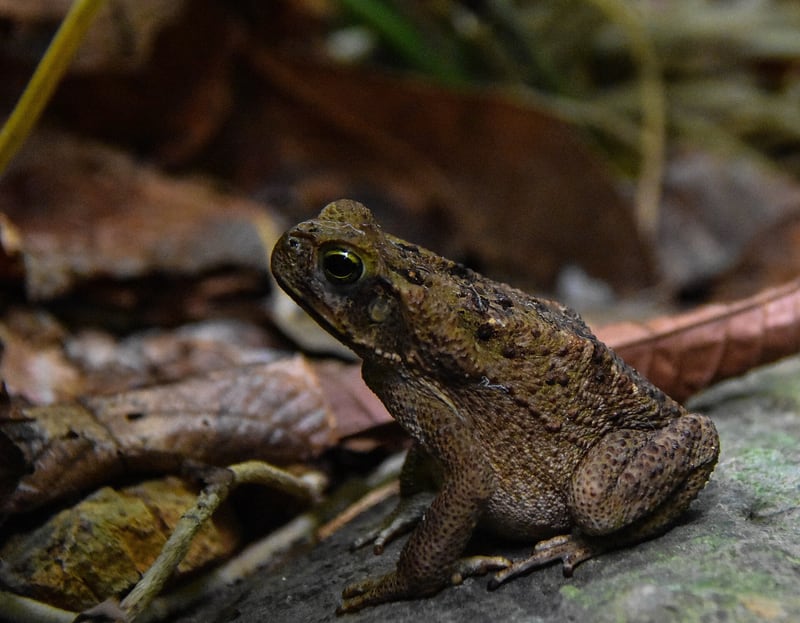 A large brown cane toad with a warty back and prominent glands behind the eyes, sitting on the ground