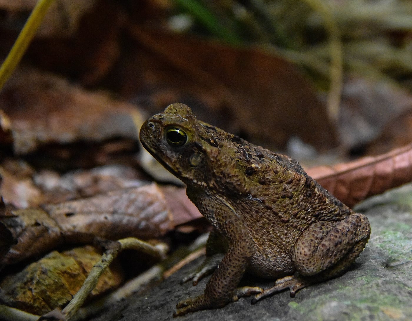 A large brown cane toad with a warty back and prominent glands behind the eyes, sitting on the ground