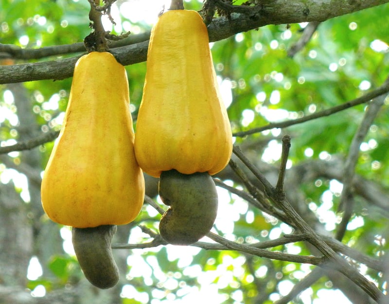 A cashew fruit with a red pear-shaped false fruit and the grey kidney-shaped nut hanging from its end