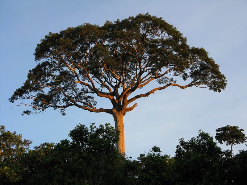 A giant ceiba tree with an enormous buttressed trunk rising above the surrounding forest