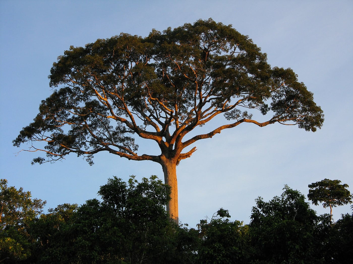 A giant ceiba tree with an enormous buttressed trunk rising above the surrounding forest