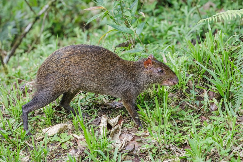 A reddish-brown Central American agouti with long legs standing in leaf litter