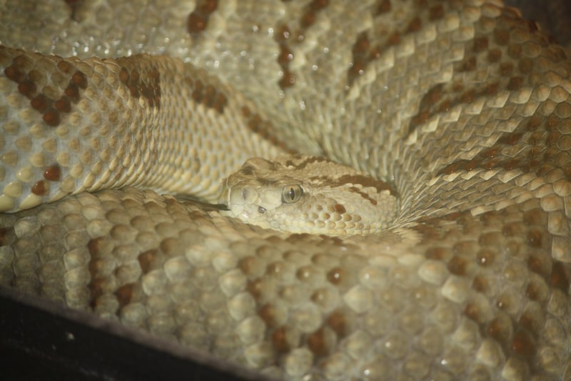 A thick-bodied Central American rattlesnake with a diamond pattern and raised rattle coiled on dry ground