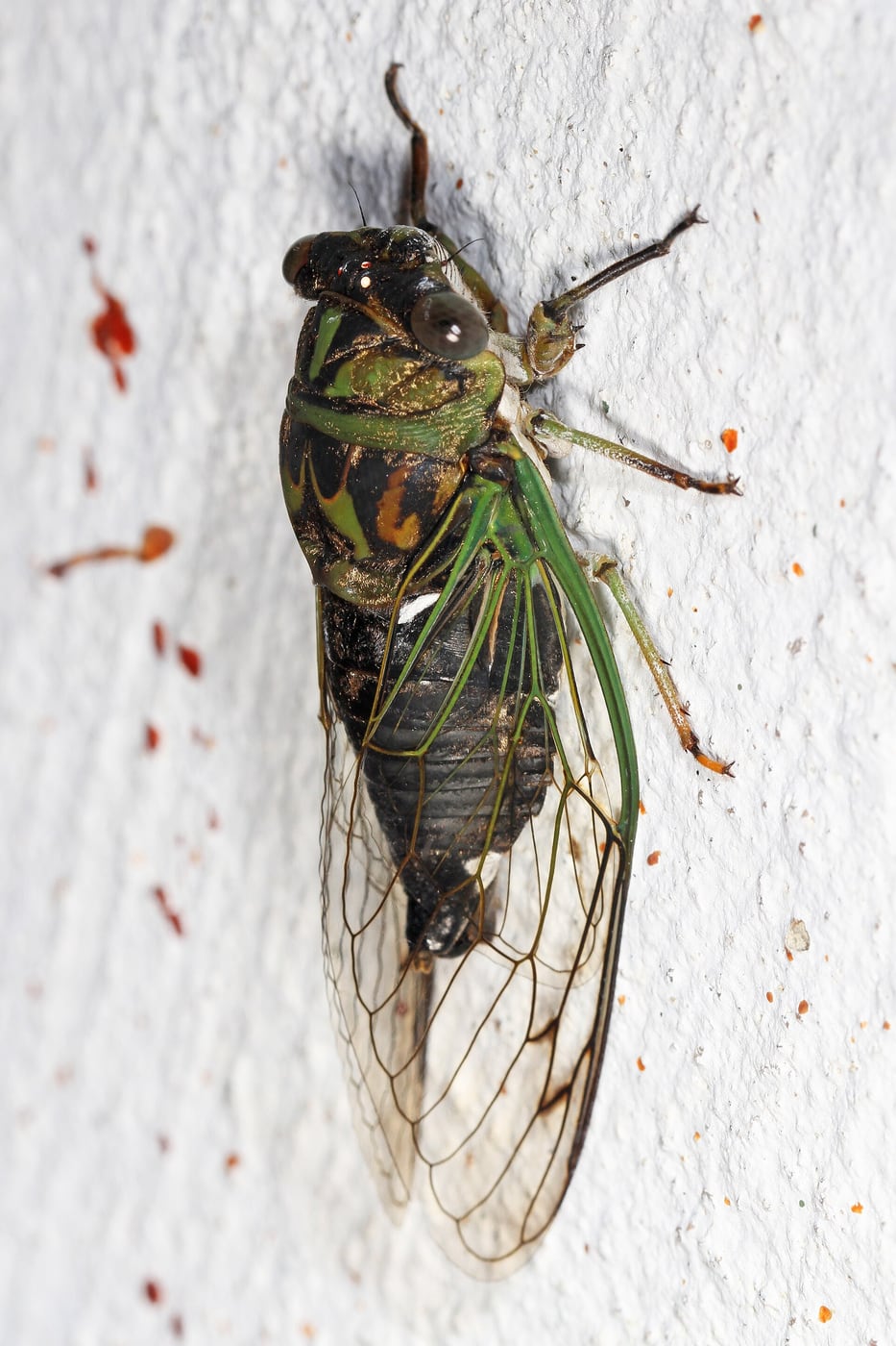 A cicada with large clear veined wings and a broad dark body clinging to bark