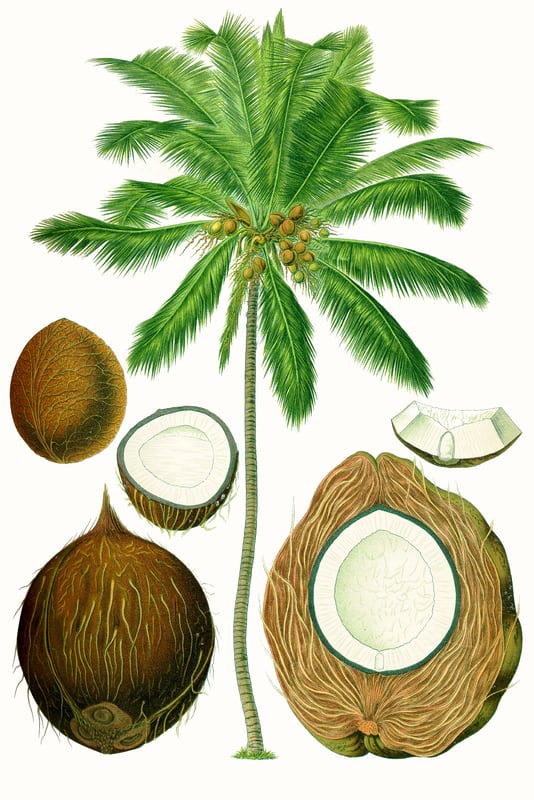 Tall coconut palms with fronds and clusters of green coconuts against a blue sky above a beach
