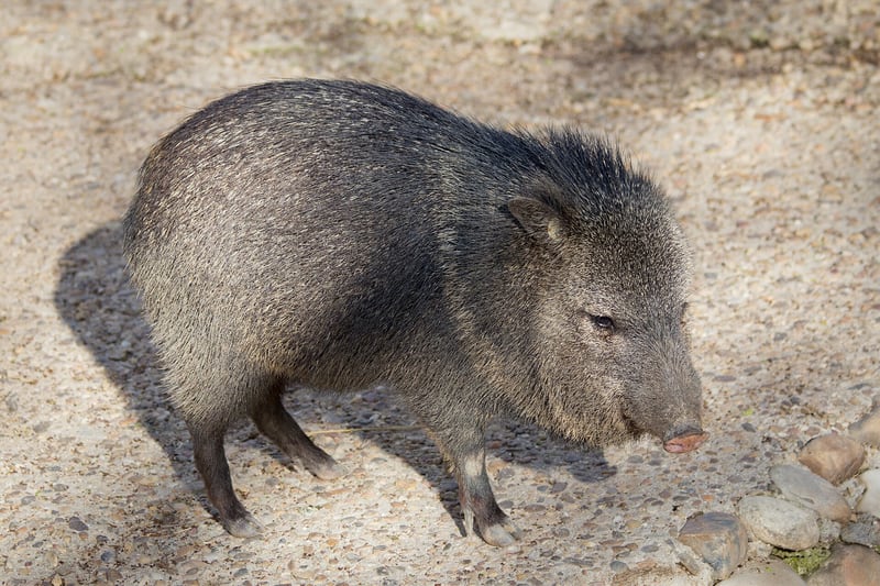 A dark grey collared peccary with a pale band around its neck standing in dry forest