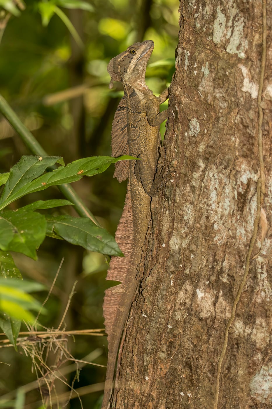 A brown common basilisk lizard with a tall head crest perched on a branch over water