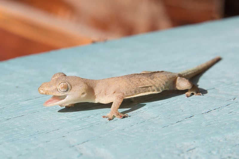 A pale common house gecko with large eyes and rounded toe pads clinging to a wall at night