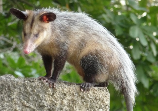 A grey common opossum with a pointed pale face and long bare tail on the ground at night