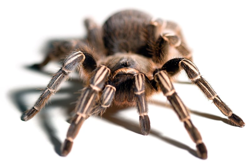 A dark Costa Rican zebra tarantula with pale stripes on its legs standing on dry ground