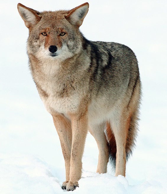 A coyote with a grey-brown coat standing alert in dry grassland
