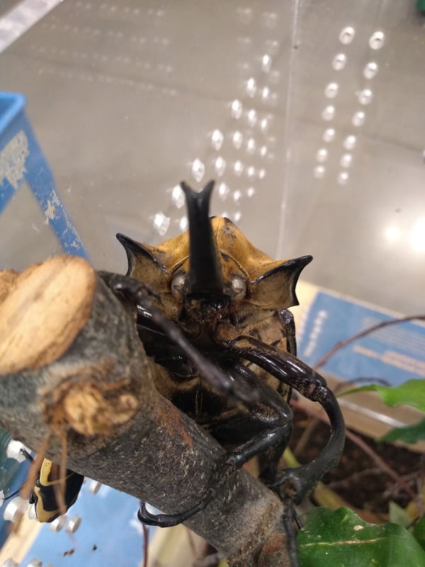 A large dark brown elephant beetle with a curved horn and velvety body on a piece of wood