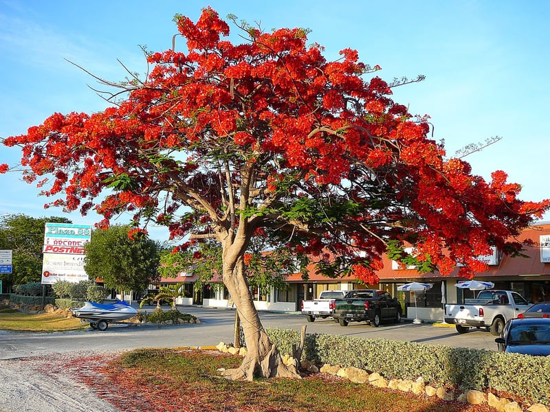 A flamboyant tree with a broad flat crown covered in bright red flowers