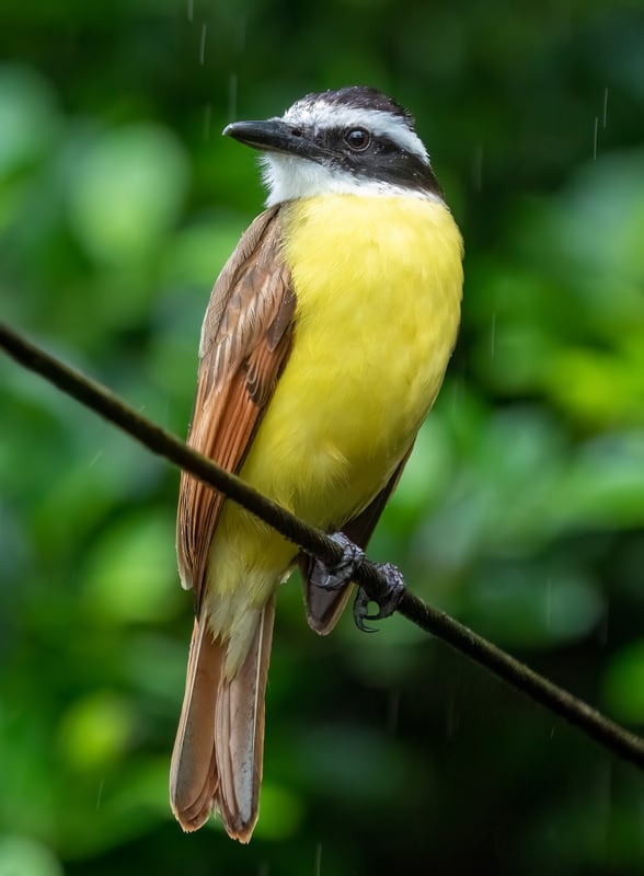 A great kiskadee with a bright yellow belly, brown wings and a boldly striped black and white head on a branch