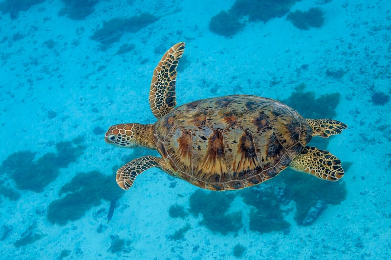 A green sea turtle with a smooth olive shell swimming over a reef