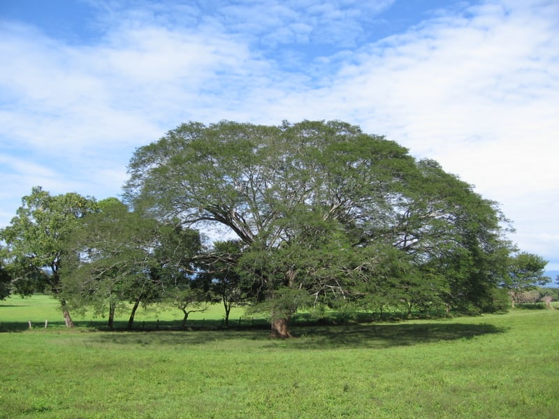 A huge guanacaste tree with a broad spreading crown standing alone in open pasture