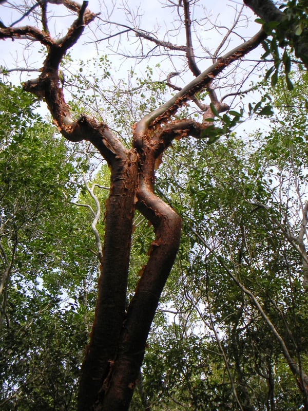 The trunk of a gumbo-limbo tree with shiny copper-red bark peeling away in thin papery sheets