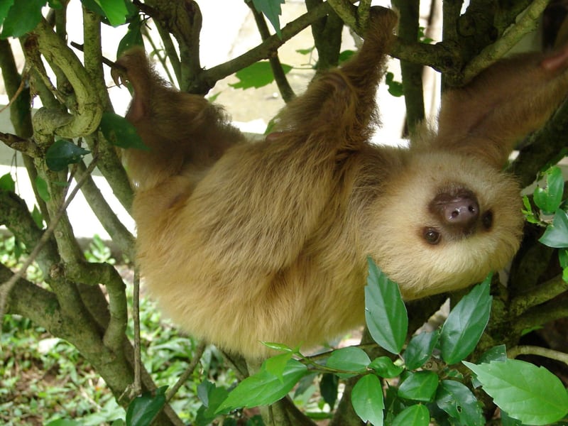 A Hoffmann's two-toed sloth with shaggy tan fur hanging from a branch