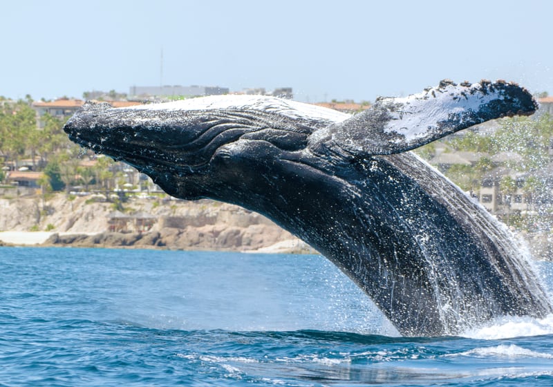 A humpback whale breaching, its dark body and long white-edged flippers clear of the water