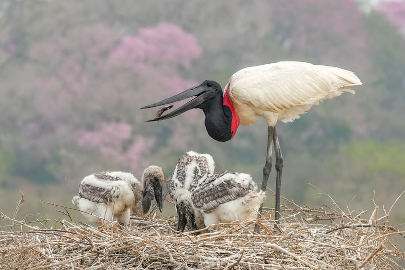A tall white jabiru stork with a black bare head and neck and a red band at the throat standing in wetland