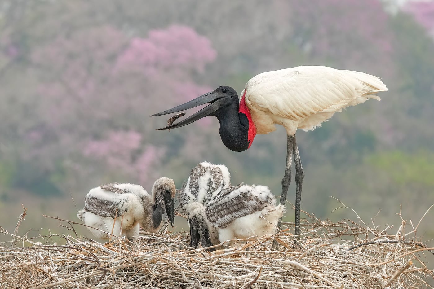 A tall white jabiru stork with a black bare head and neck and a red band at the throat standing in wetland