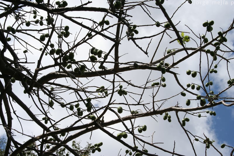 Clusters of small red and yellow jocote fruit on the bare branches of a tree