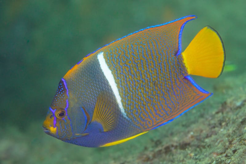 A king angelfish with a dark blue body, white vertical bar and bright orange tail against rocks