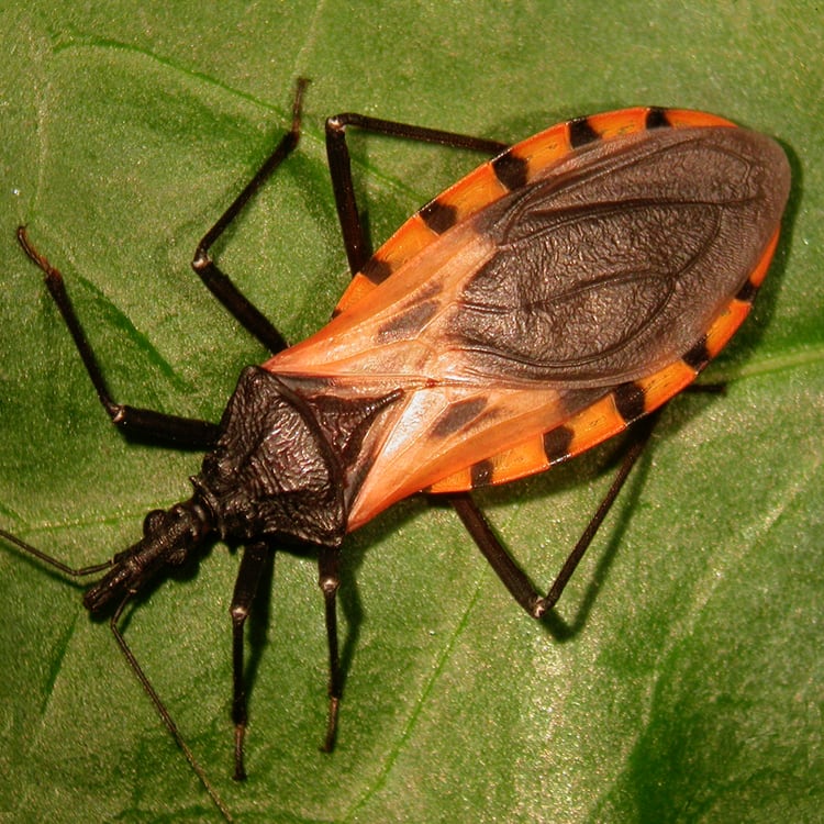 A dark brown kissing bug with orange markings along the edge of its flattened body