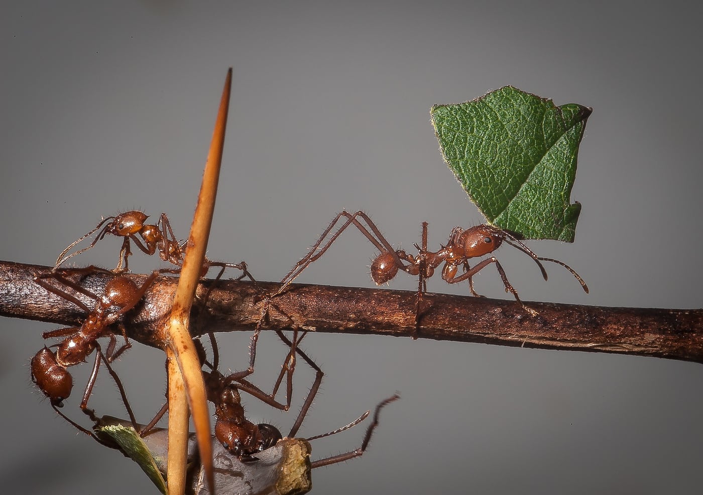 A line of leafcutter ants carrying cut pieces of green leaf along a branch