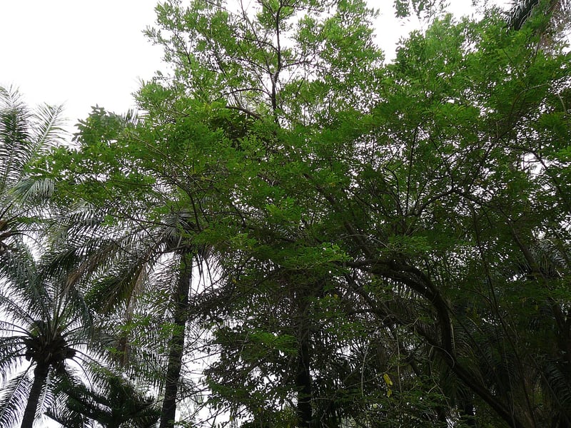 A madero negro tree covered in pale pink pea-like flowers on leafless branches