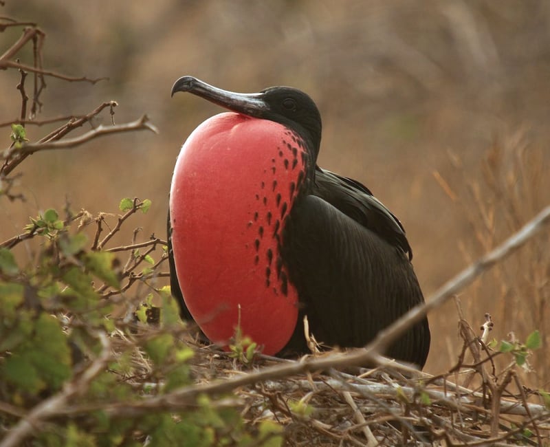 A magnificent frigatebird in flight, black with long angular wings and a deeply forked tail, against a blue sky