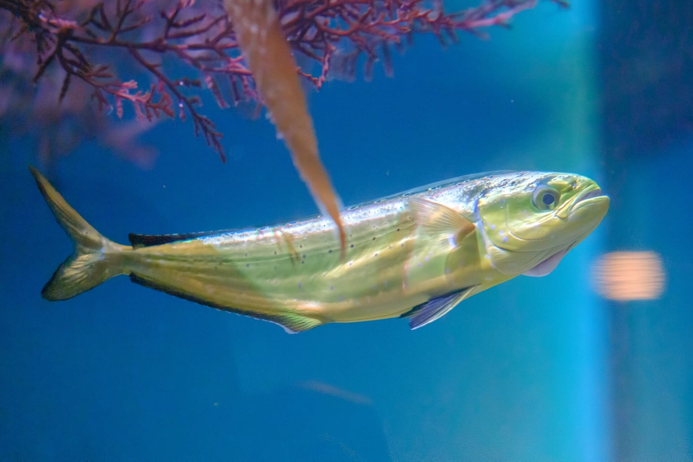 A brightly coloured mahi-mahi with a blunt head and blue, green and gold flanks leaping from the water
