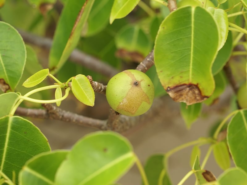 A manchineel tree with glossy green leaves and small green apple-like fruit growing on a beach