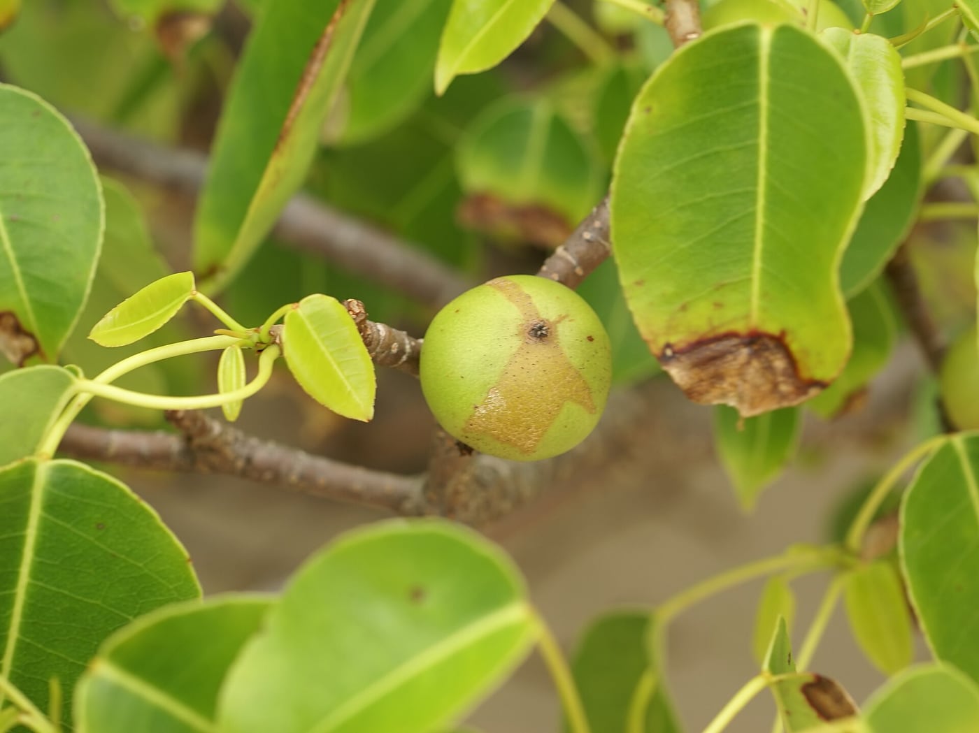 A manchineel tree with glossy green leaves and small green apple-like fruit growing on a beach