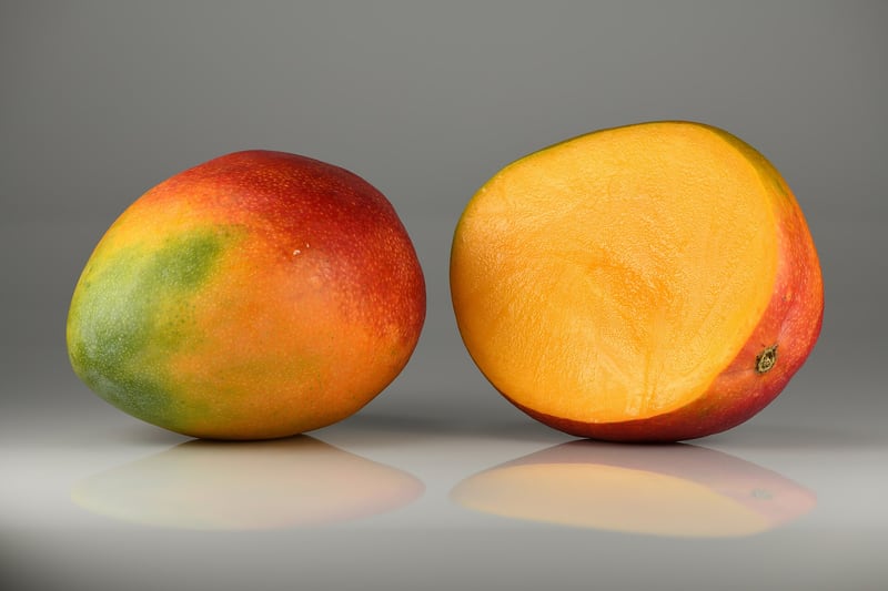 A mango tree heavy with ripening green and gold fruit hanging among dark green leaves