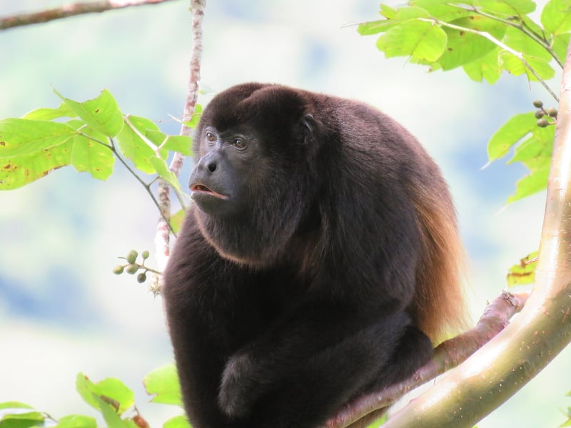 A black mantled howler monkey with a tan fringe along its sides, sitting in a tree and looking at the camera